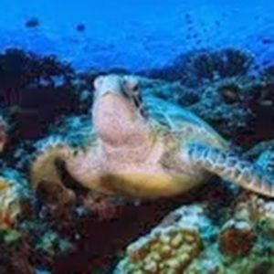 Meet your Posher, Charity